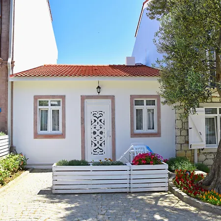Zeytin Arasi Ayvalı